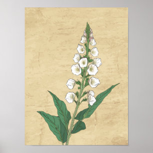  botanische lijn tekening muur kunst poster