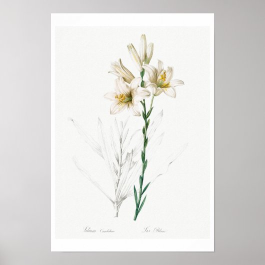 BOTANISCHE "MADONNA LILY" REDOUTÉ POSTER (Voorkant)