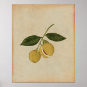 botanische nootmuskaat illustratie poster (Voorkant)