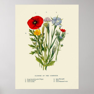 Botanische Oude Bloemen van het Korenveld Poster