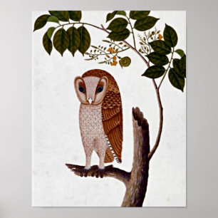 Botanische Owl, Boorong Antoo Poster