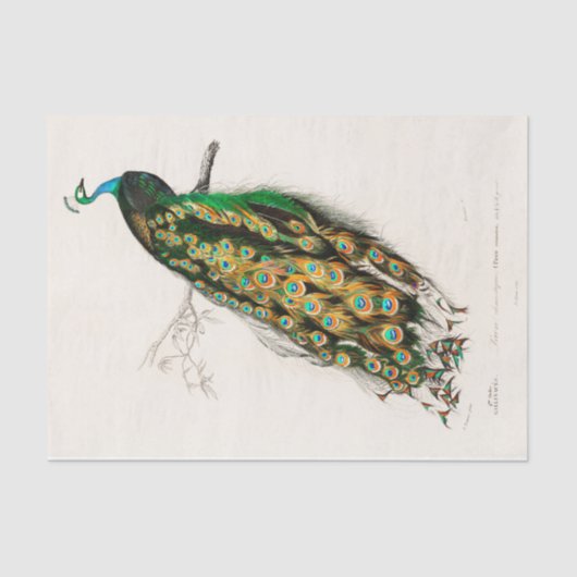  botanische pacocks Peafowl Tissuepapier (Voorkant)