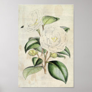  botanische parelCamellia Poster