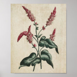 botanische persicaria afdrukken poster