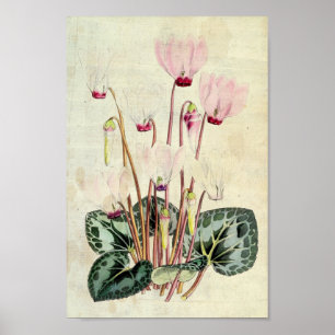 Botanische Perzische Cyclamen Poster
