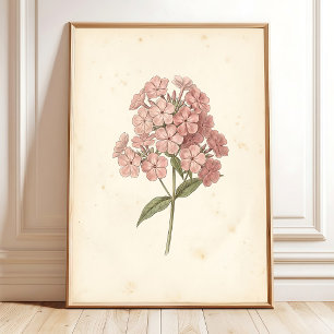 Botanische Phlox Muur Kunstprint Poster