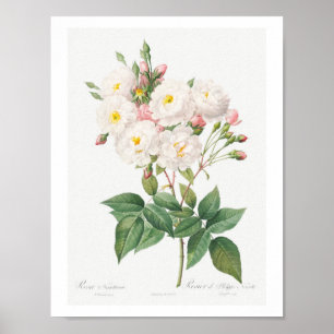BOTANISCHE PINKROSE ILLUSTRATIE POSTER