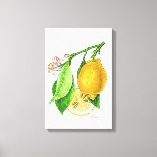 Botanische plaat: citroen 'Limonier ferraris' Canvas Afdruk