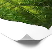 Botanische Poinsettia Afdrukken Poster (Hoek)