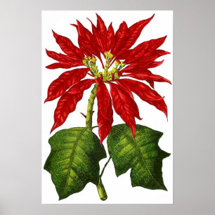 Botanische Poinsettia Afdrukken Poster