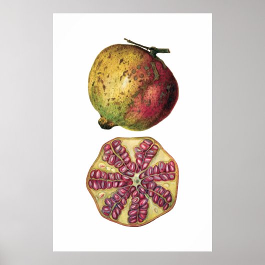 Botanische poster van vruchten met POMEGRANAAT (Voorkant)