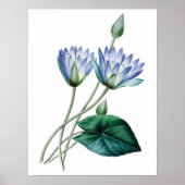 Botanische PREMIUM KWALITEITdrukknop van waterlijm Poster (Voorkant)