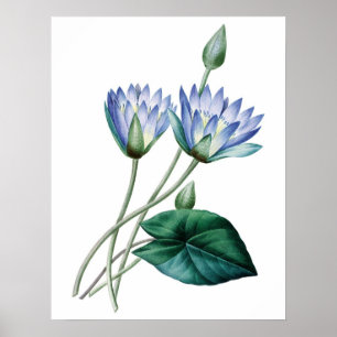 Botanische PREMIUM KWALITEITdrukknop van waterlijm Poster