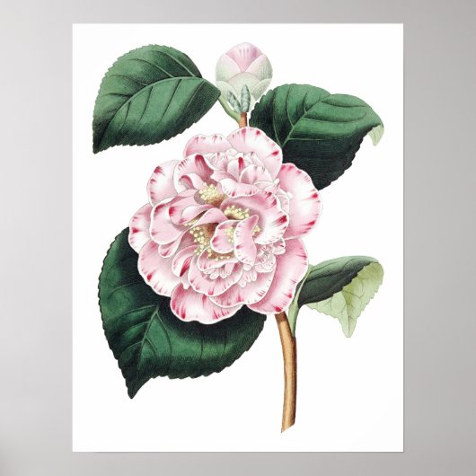 Botanische PREMIUM KWALITEITSDruk van camellia Poster (Voorkant)