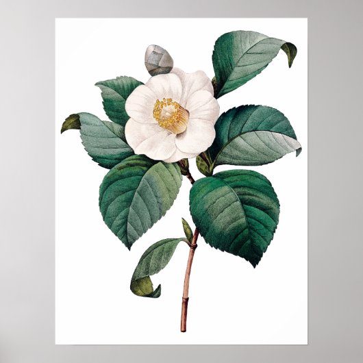 Botanische PREMIUM KWALITEITSDruk van camellia Poster (Voorkant)