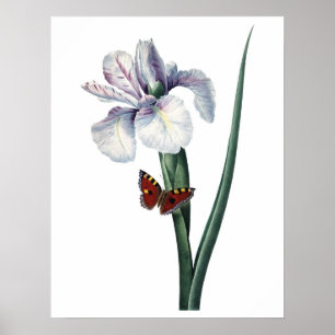 Botanische PREMIUM KWALITEITSDruk van de iris Poster
