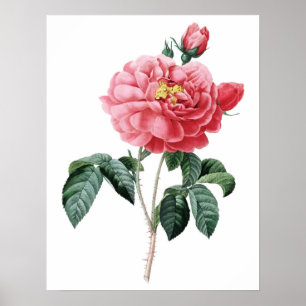 Botanische PREMIUM-KWALITEITSDruk van het roos Poster