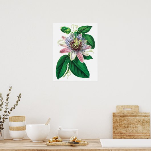 Botanische PREMIUM KWALITEITSDruk van passiflora Poster (Keuken)