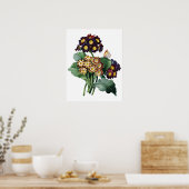 Botanische PREMIUM KWALITEITSDruk van primula Poster (Keuken)