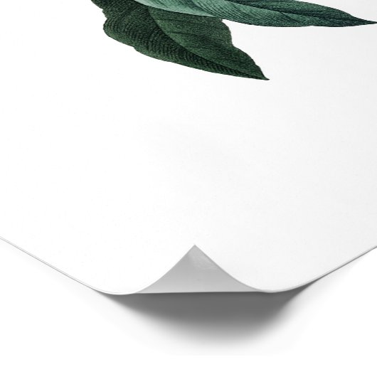 Botanische PREMIUM KWALITEITSdruk van vergeet-me-n Poster (Hoek)