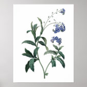 Botanische PREMIUM KWALITEITSdruk van vergeet-me-n Poster (Voorkant)