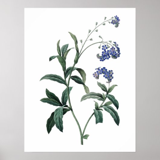 Botanische PREMIUM KWALITEITSdruk van vergeet-me-n Poster (Voorkant)