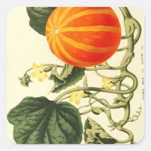  botanische print van pompoen. vierkante sticker (Voorkant)