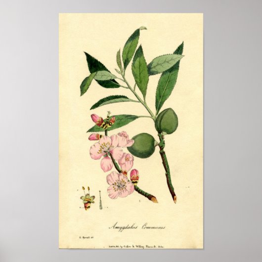 Botanische printammond (amygdalus communis) poster (Voorkant)