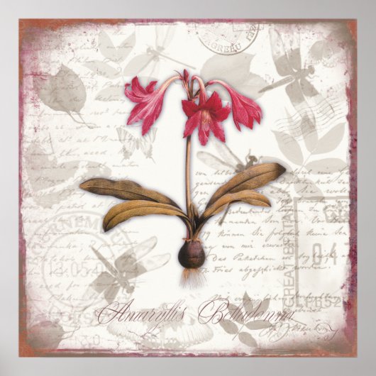  botanische prints Amaryllis Belladonna (Voorkant)