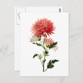 Botanische Red Bachelor Button Briefkaart (Voorkant / Achterkant)