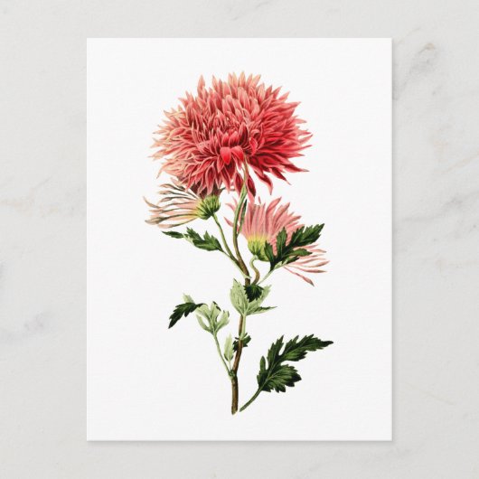 Botanische Red Bachelor Button Briefkaart (Voorkant)