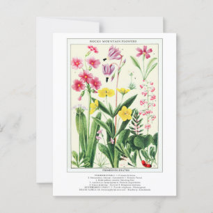 Botanische Rocky Mountain Wildflowers Briefkaart