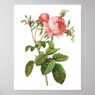 Botanische Rosa Centifolia Goliacea Redoute Poster