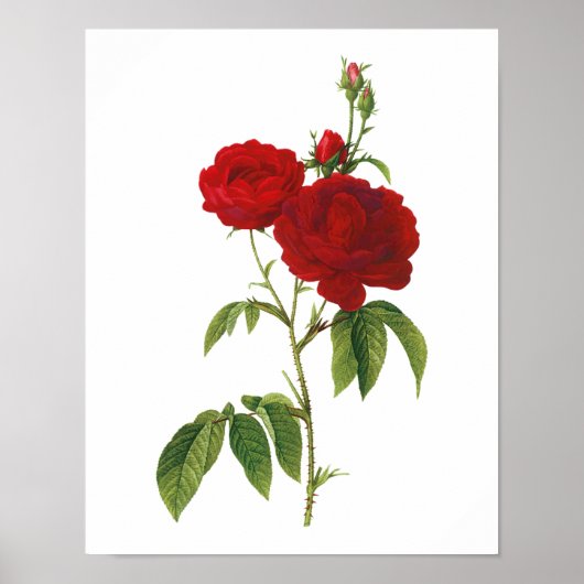 Botanische Rosa Gallica Redoute Poster (Voorkant)