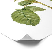 Botanische Rosa Musoosa Multiplex Redoute Poster (Hoek)