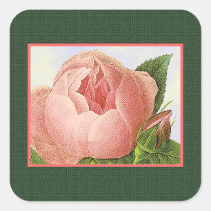 Botanische roze Roos Sticker
