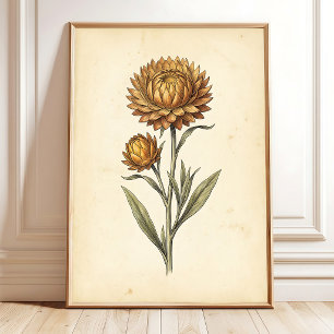 Botanische Stroblumen Bloemige Muurkunst Poster