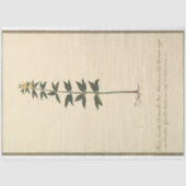 Botanische studie Decoupage Paper Tissuepapier (Voorkant)