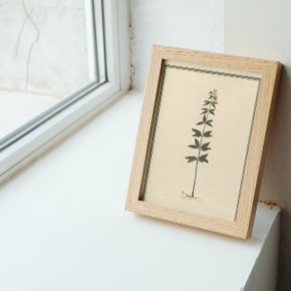 Botanische studie Decoupage Paper Tissuepapier