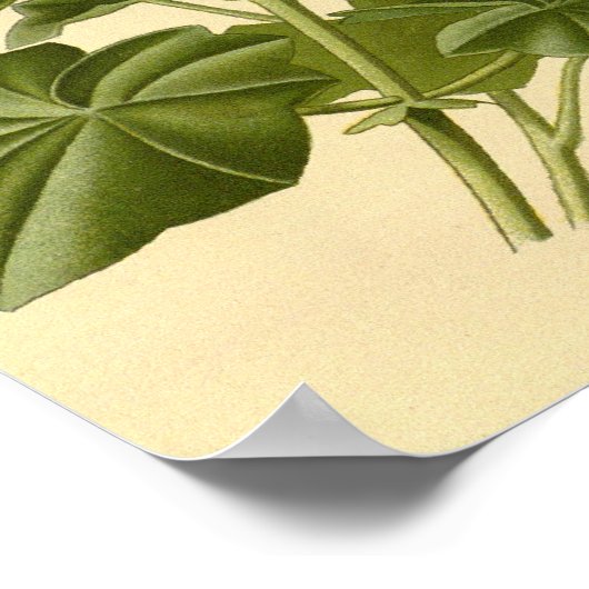 botanische studie Ivy verliet Geranium Illust Poster (Hoek)