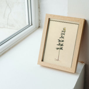 Botanische studieposter poster