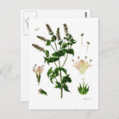 Botanische tekening van Spearmint Briefkaart (Voorkant / Achterkant)