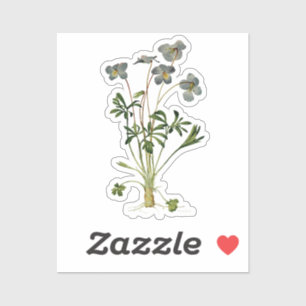 Botanische tekening van viooltje - vintage sticker