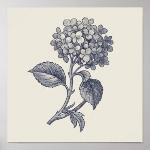 Botanische Toile Hydrangea Vignette Poster
