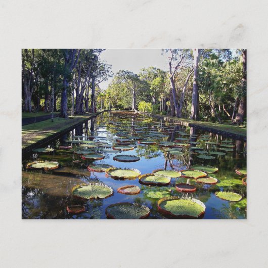 Botanische tuin Pamplemousses, eiland Mauritius Briefkaart (Voorkant)