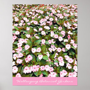 Botanische tuinroze bloemen NSW Poster