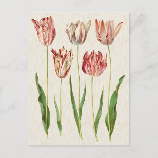  botanische Tulpen illustratie Briefkaart (Voorkant)
