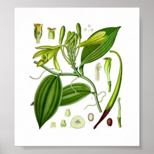 Botanische vanille poster