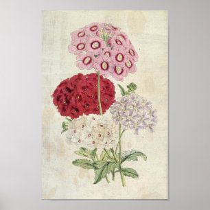  botanische variëteiten van Verbenas Poster