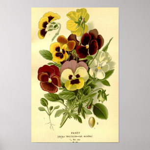 Botanische Vibrant Viola Tricolor Pansies Poster